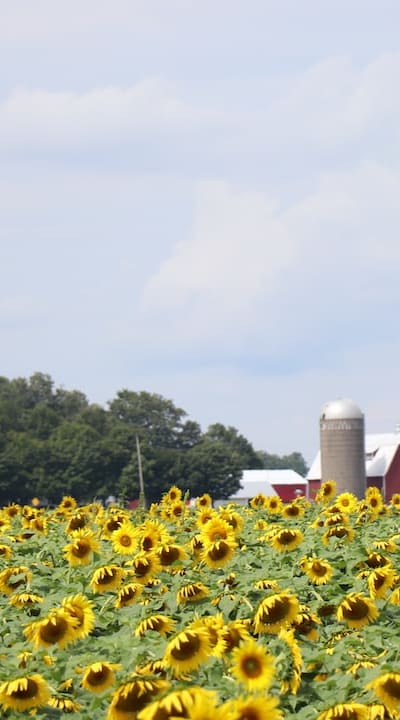 Adequate spacing for optimal sunflower growth and development.