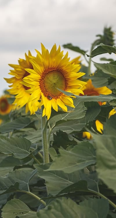 Fully bloomed sunflowers ready for harvest.