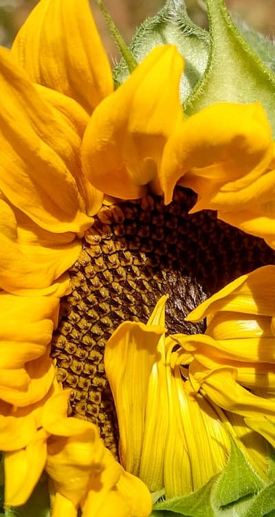 Growing organic sunflowers from seed brings beauty and benefits.