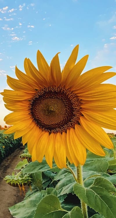 They were first cultivated by Native Americans in North America.