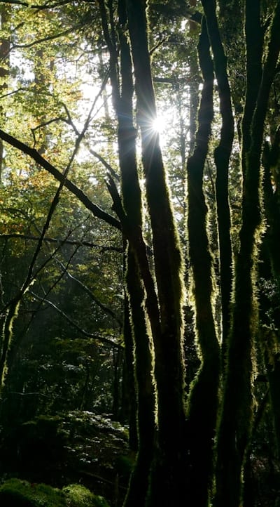 Seedlings in need of sunlight for proper growth