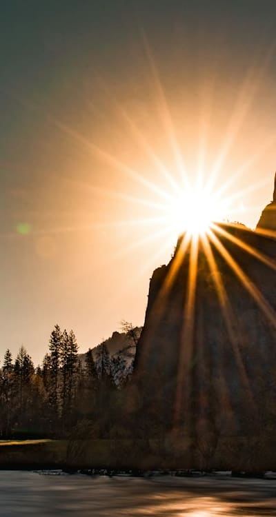 Wildflowers thrive in direct sunlight for growth and blooming.