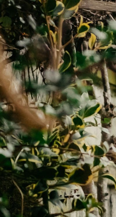 Preparing supplies for starting biennial flower seeds