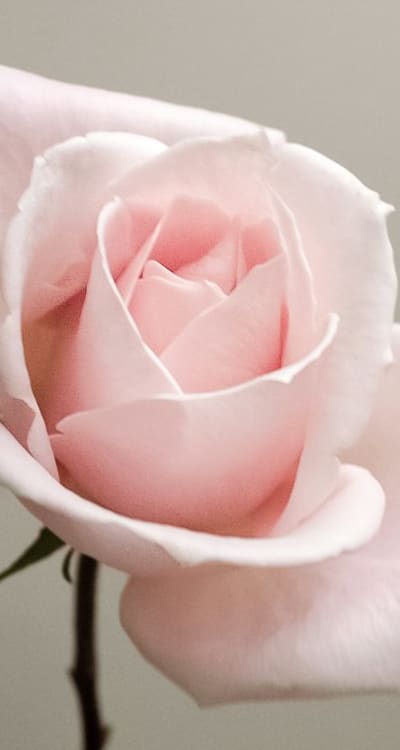 A close-up of beautiful white Sweet Alyssum flowers.