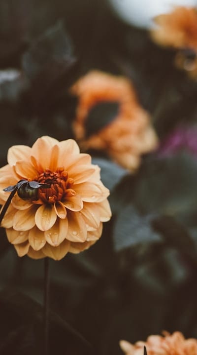 A Swiss Chard seedling is pictured with visible signs of disease.