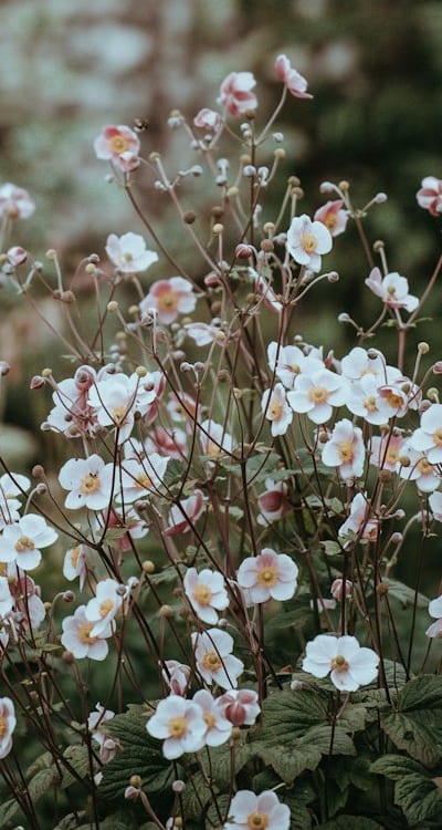 Proactive techniques for healthy Swiss Chard seedlings