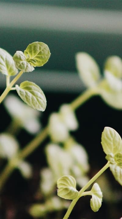 Healthy Swiss Chard seedlings ready for growth