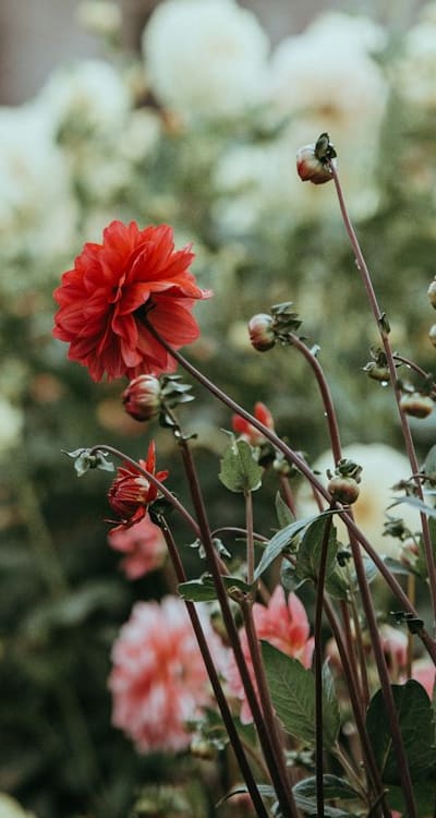 Growing Swiss chard from seeds, vibrant varieties