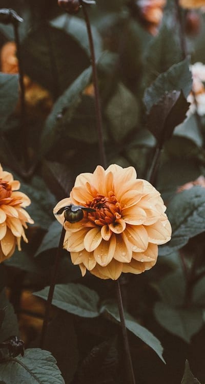 Nutrient-rich soil for thriving Swiss chard plants