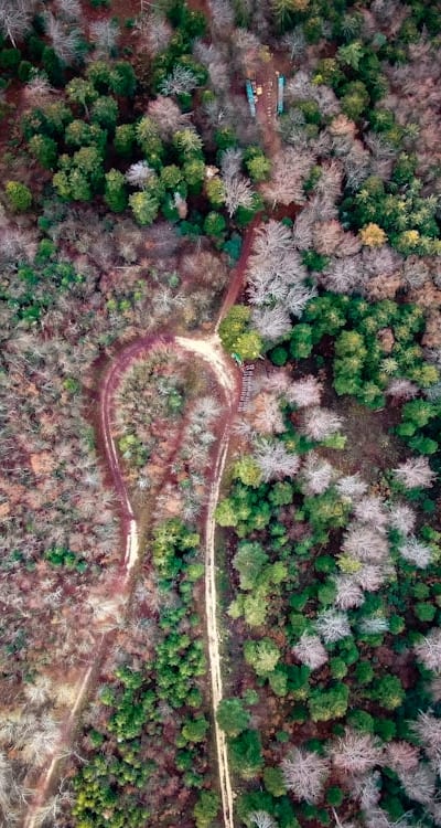 Preserving Swiss chard heirloom variety through seed saving