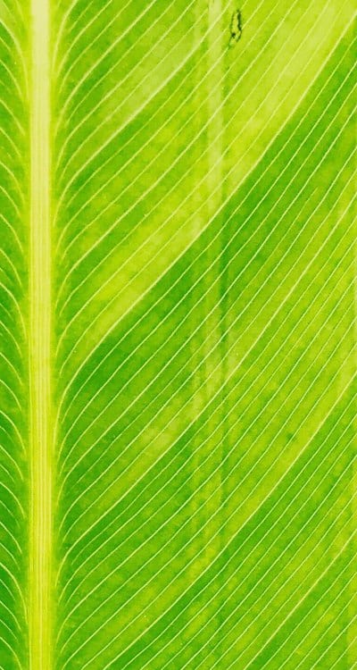 Harvesting ripe Swiss chard leaves for cooking.