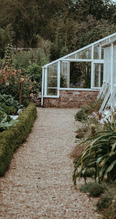 Harvesting Swiss chard: timing and methods