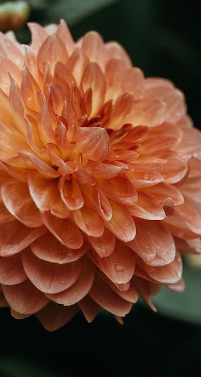 Swiss chard affected by root rot