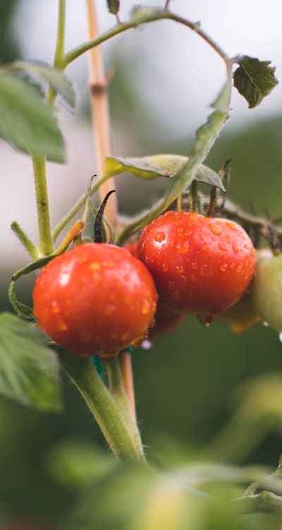 A vibrant plate of sautéed Swiss chard.