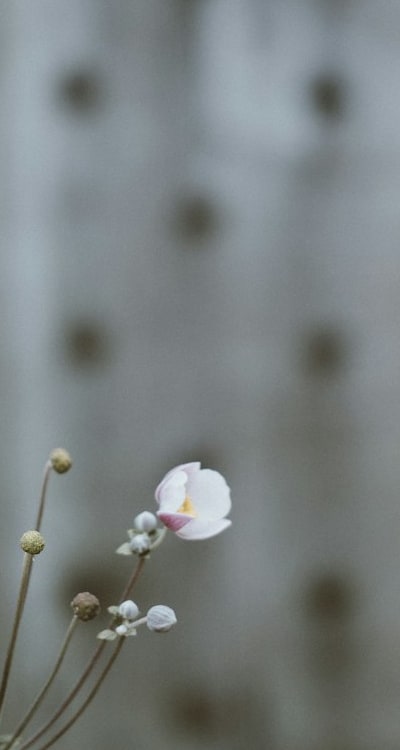 Swiss chard seeds - a valuable skill for organic gardeners.