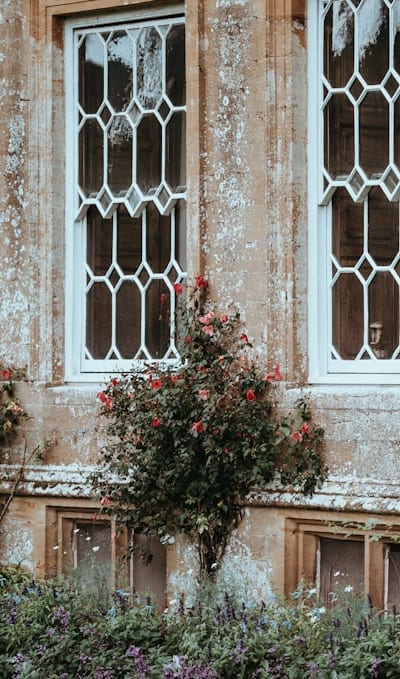 Seedlings of Swiss chard ready to be transplanted.