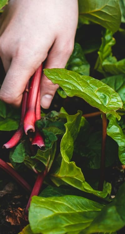 Tips for caring for Swiss chard plants.