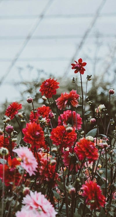 Swiss chard seeds, saving money in the garden