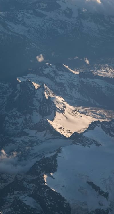 Healthy Swiss chard plants in an organic garden