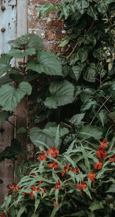 Swiss chard seedlings bask in the sunshine.