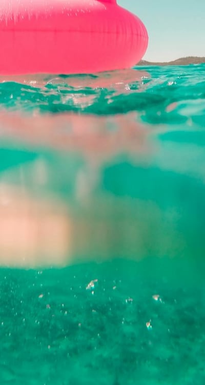 Plant/Fruit/Flower/Vegetable: Cosmos, Zinnias