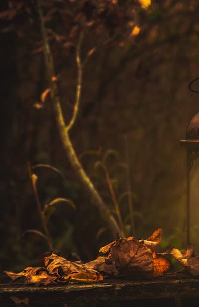 Plant, fruit, flower or vegetable: Fruit seeds