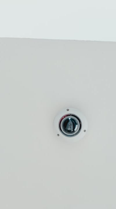 Plant, fruit, flower or vegetable: Fish