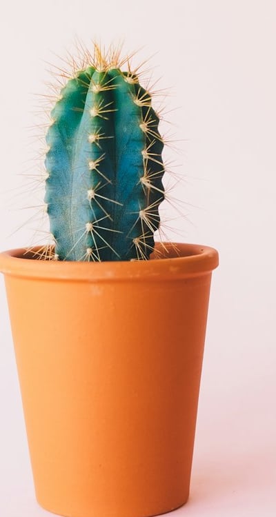 Plant mention: Bulbs