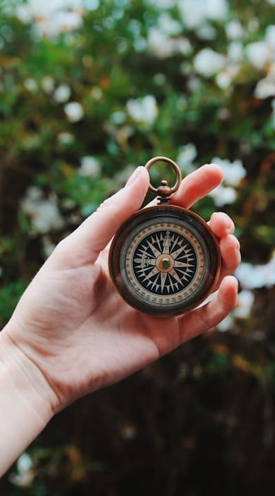 Plant, fruit, flower, or vegetable: Wildflowers