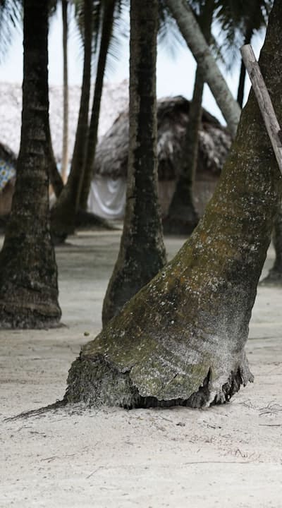 Plant, fruit, flower or vegetable: Radishes