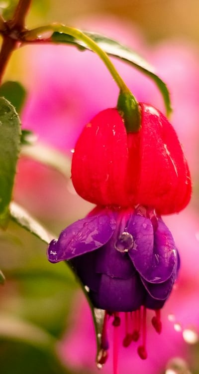 Plant: Hollyhocks