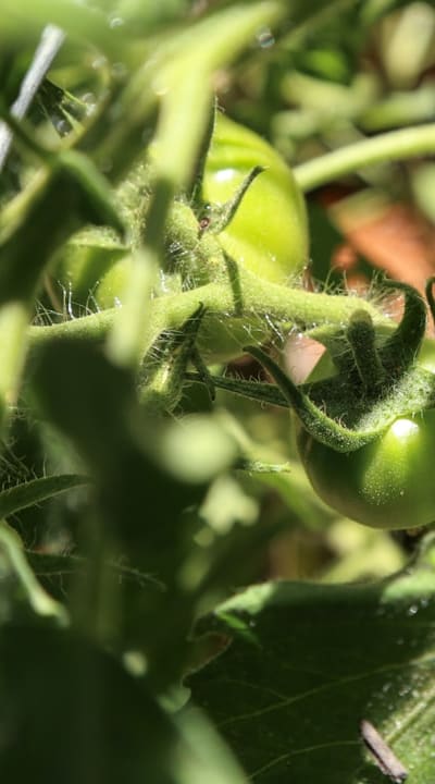 Watermelon, Moon and Stars
