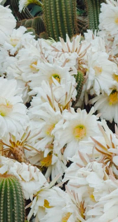 Garden twine supporting growing tomato plant