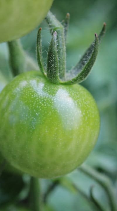 Transplanting tomato seedlings with proper spacing for healthy growth