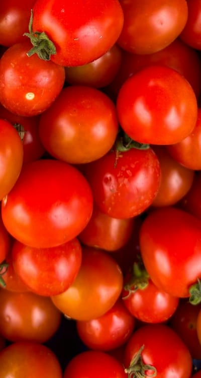 Picking and planting indeterminate tomato seeds for your garden