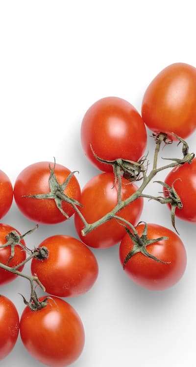 Benefits of staking tomato seedlings for improved growth.