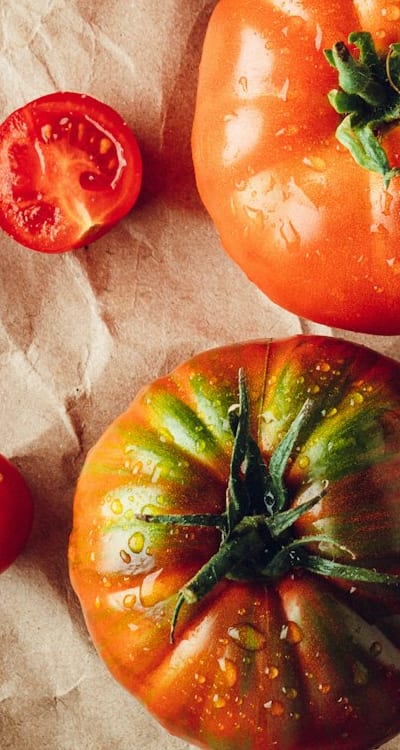 Healthy indeterminate tomato plant growing in a garden