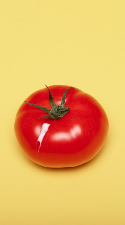 Wilting tomato seedling affected by fungi