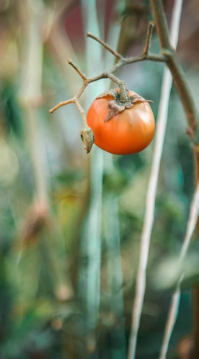 Timing is crucial for hardening off tomato seedlings.