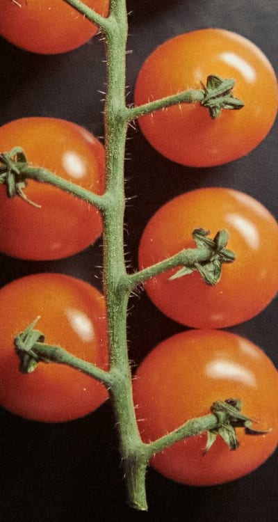 Pest control measures for tomato seedlings.