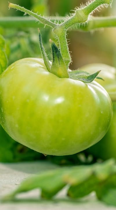 Tomato seedlings with curled leaves due to environmental stress