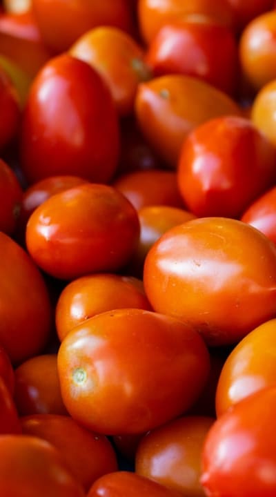Tomato seedlings, Shade cloth protecting against temperature stress