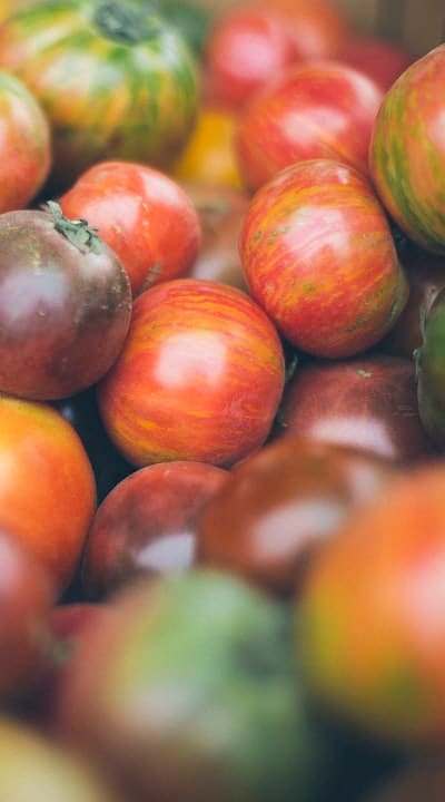 Tomato seedlings on stakes prevent disease and damage