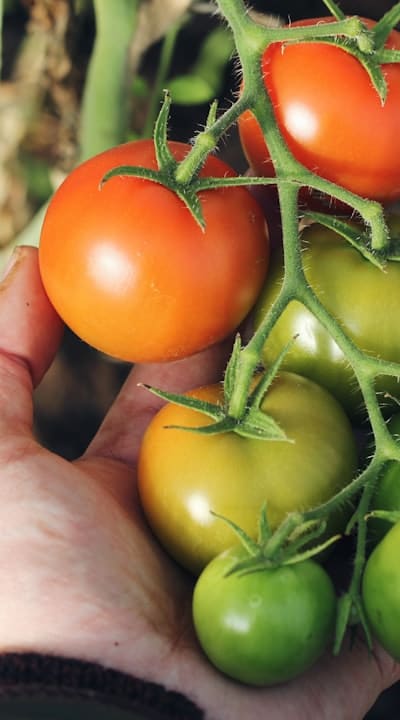 Pruning tomato seedlings to redirect energy for more fruit.