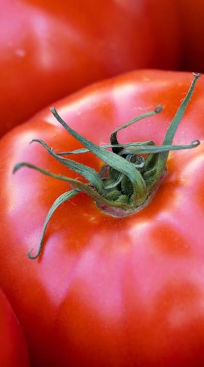 Choosing the right staking method for tomato seedlings.