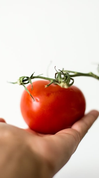 Tomato seedlings experiencing transplant shock