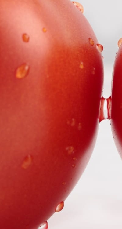 Underwatered tomato seedlings with drooping and wilted leaves