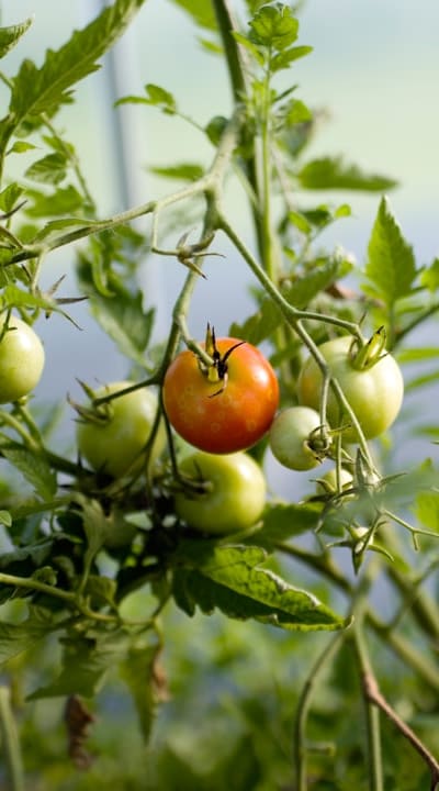 Tomato seedlings need support and care.