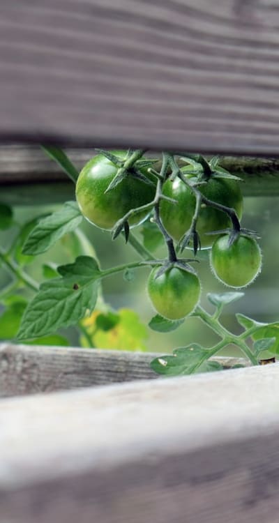 Healthy seedlings for a successful tomato garden.