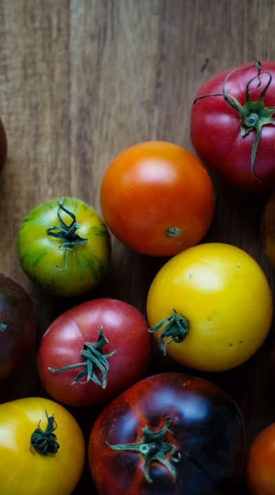 Nurturing tomato seedlings for successful tomato growing